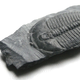 Illustration for article titled Trilobites: The Greatest Survivors in Earth's History